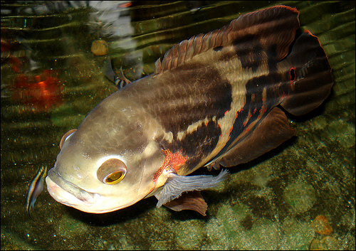 АСТРОНОТУС (Astronotus ocellatus)